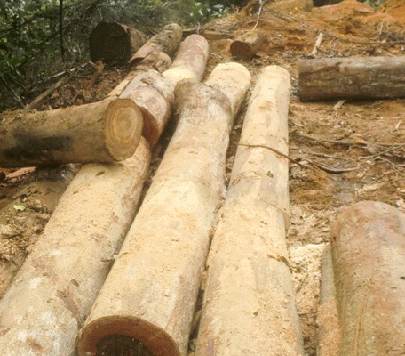 Xung quanh vụ phá rừng phòng hộ đầu nguồn tại Khánh Hòa: Có hay không việc “bảo kê”? - Anh 4