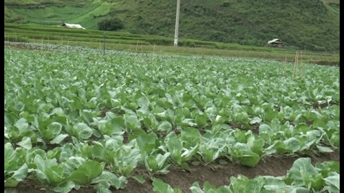 Chương trình MTQG giảm nghèo bền vững tại tỉnh Sơn La: Những chuyển biến tích cực - Anh 3