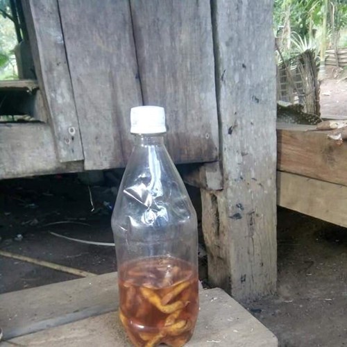 Uống rượu, ăn nấm “lạ”, 4 người bị ngộ độc - Anh 1