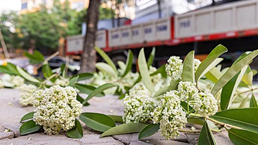 Hoa sữa đâu có lỗi