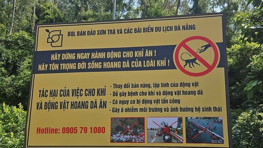 Nghiêm cấm cho động vật hoang dã ăn tại bán đảo Sơn Trà