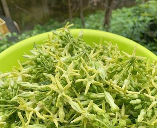 Tác dụng bất ngờ của hoa thiên lý đối với sức khoẻ - Anh 1