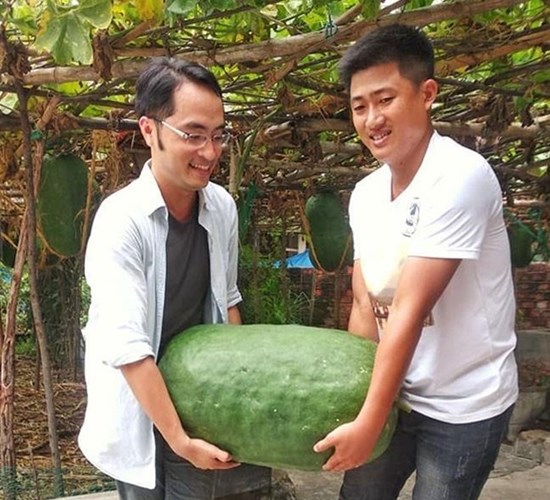 Làng trồng bí đao khổng lồ chuyển hướng làm du lịch cộng đồng - Anh 1