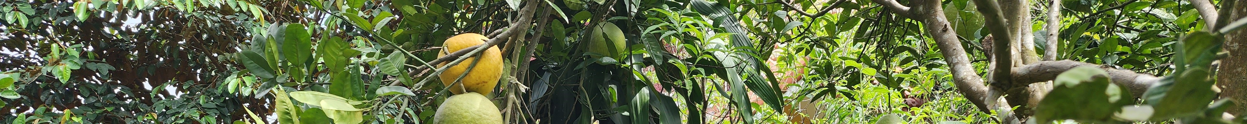 Cựu chiến binh thoát nghèo nhờ rừng - Anh 1