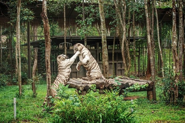 Đón Giáng sinh theo phong cách châu Phi độc – lạ ở “xứ sở thần tiên” Phú Quốc - Anh 3