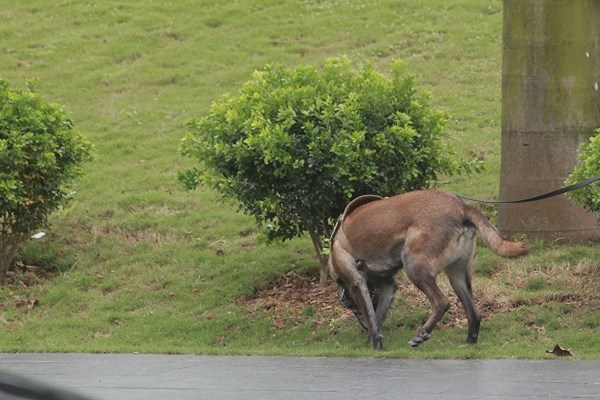 Chó nghiệp vụ Mỹ “rà” mọi ngóc ngách quanh khách sạn Marriott - Anh 2
