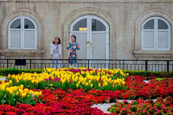 Vòng quanh thế giới ngắm những vườn tulip vạn người mê - Anh 4
