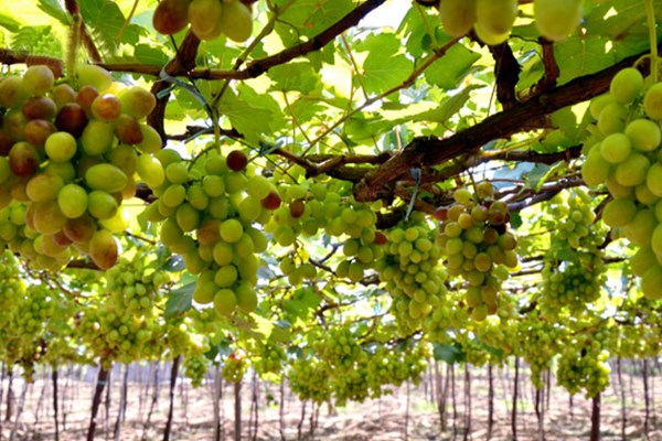 Đến Ninh Thuận mùa Lễ hội Nho và Vang từ 27.4: hái nho, xem làm rượu vang, xem đua ô tô trên cát, lướt sóng, thuyền buồm... - Anh 4