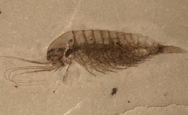 Hóa thạch hơn 500 triệu năm vẫn được bảo quản tốt - Anh 1