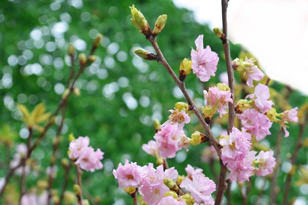 Lễ hội hoa anh đào Nhật Bản - Hà Nội 2019 kéo dài thêm 1 ngày - Anh 9