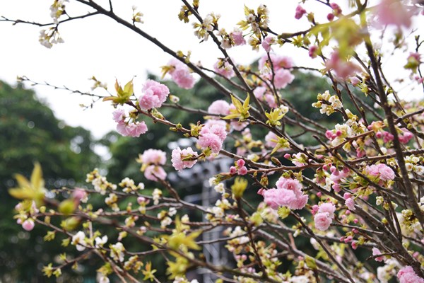 Lễ hội hoa anh đào Nhật Bản - Hà Nội 2019 kéo dài thêm 1 ngày - Anh 10