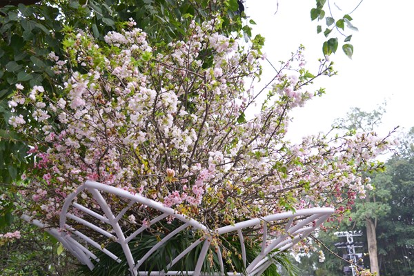 Lễ hội hoa anh đào Nhật Bản - Hà Nội 2019 kéo dài thêm 1 ngày - Anh 13