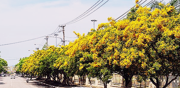 Những câu chuyện làng dưới sắc vàng sưa - Anh 1