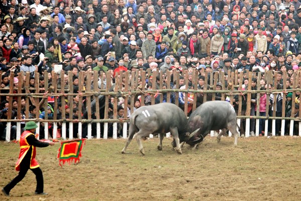 Với hội chọi trâu Hải Lựu ( Vĩnh Phúc): UBND huyện Sông Lô chỉ “nặng” về tiền - Anh 1