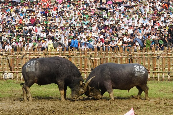 Với hội chọi trâu Hải Lựu ( Vĩnh Phúc): UBND huyện Sông Lô chỉ “nặng” về tiền - Anh 2