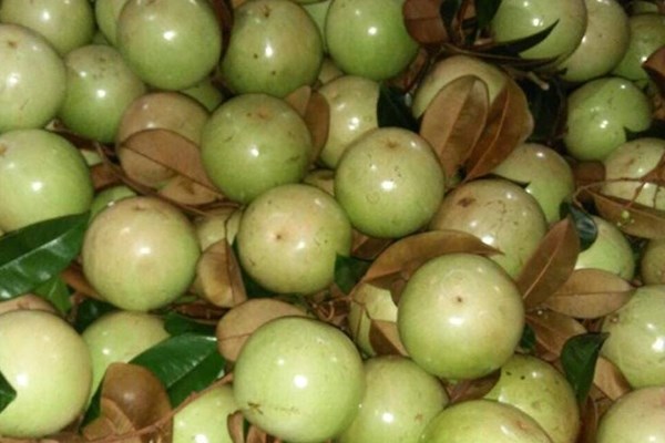 Xuất khẩu nông lâm thuỷ sản đạt 8,8 tỷ USD - Anh 1