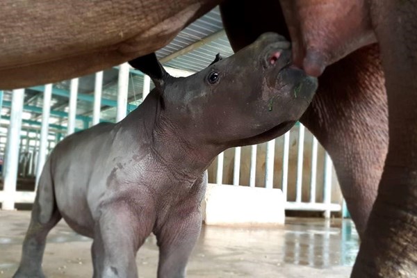 Liên tiếp thú hiếm sinh nở tại “ngôi nhà động vật năm châu” Vinpearl Safari - Anh 1