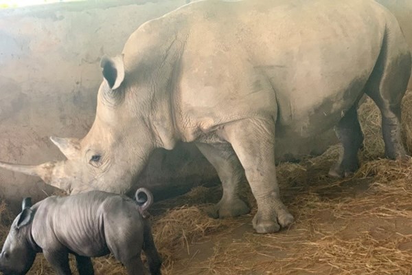 Liên tiếp thú hiếm sinh nở tại “ngôi nhà động vật năm châu” Vinpearl Safari - Anh 2