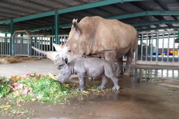 Liên tiếp thú hiếm sinh nở tại “ngôi nhà động vật năm châu” Vinpearl Safari - Anh 3