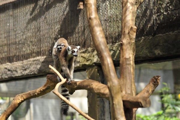 Liên tiếp thú hiếm sinh nở tại “ngôi nhà động vật năm châu” Vinpearl Safari - Anh 4