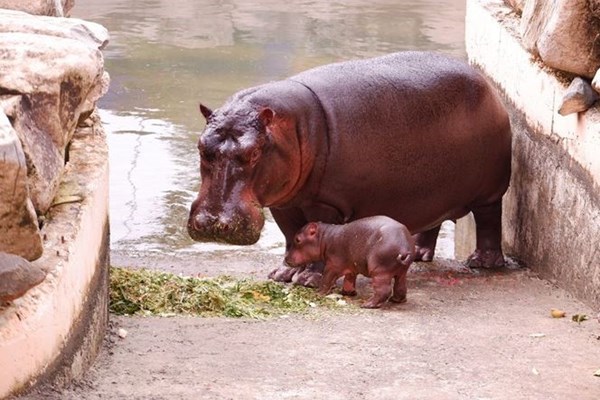 Liên tiếp thú hiếm sinh nở tại “ngôi nhà động vật năm châu” Vinpearl Safari - Anh 5