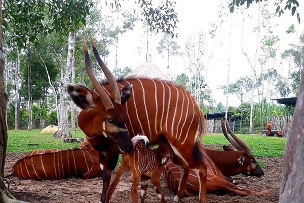 Liên tiếp thú hiếm sinh nở tại “ngôi nhà động vật năm châu” Vinpearl Safari - Anh 6