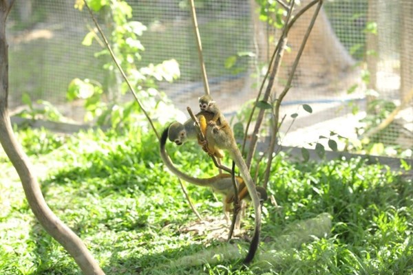 Liên tiếp thú hiếm sinh nở tại “ngôi nhà động vật năm châu” Vinpearl Safari - Anh 7