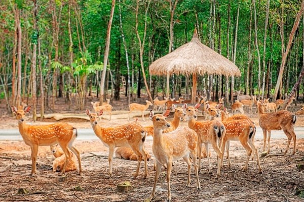 Liên tiếp thú hiếm sinh nở tại “ngôi nhà động vật năm châu” Vinpearl Safari - Anh 9