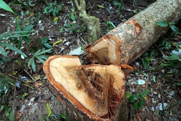 Lâm tặc ngang nhiên phá rừng phòng hộ, chặt hạ hàng chục cây cổ thụ - Anh 1