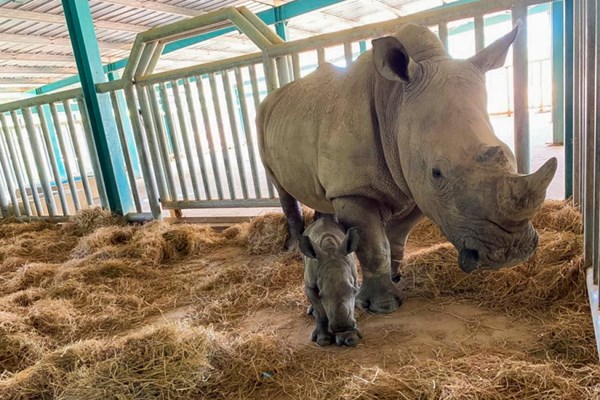 Vinpearl Safari Phú Quốc - 17 ngày đón 2 cá thể tê giác quý chào đời - Anh 2