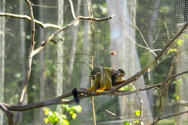 Vinpearl Safari Phú Quốc - 17 ngày đón 2 cá thể tê giác quý chào đời - Anh 3