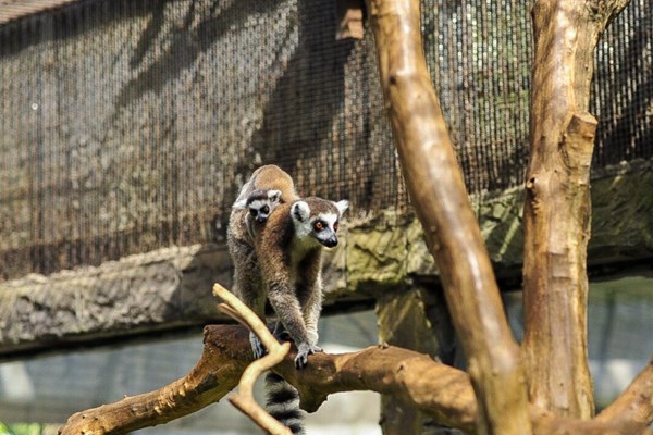 Vinpearl Safari Phú Quốc - 17 ngày đón 2 cá thể tê giác quý chào đời - Anh 4