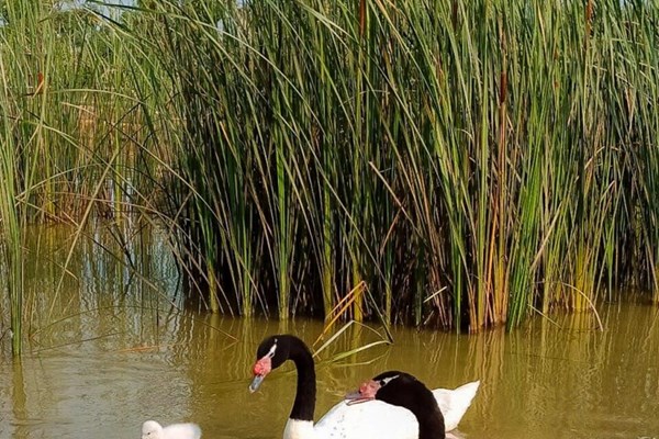 Vinpearl Safari Phú Quốc - 17 ngày đón 2 cá thể tê giác quý chào đời - Anh 5