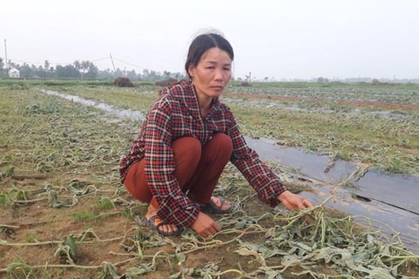 Khuynh gia bại sản vì bị... chặt tận gốc - Anh 1