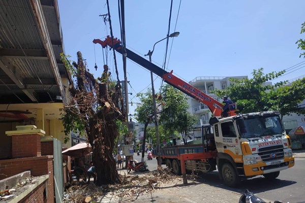 Ai chịu trách nhiệm cây cổ thụ bị chặt tại Đà Nẵng? - Anh 1