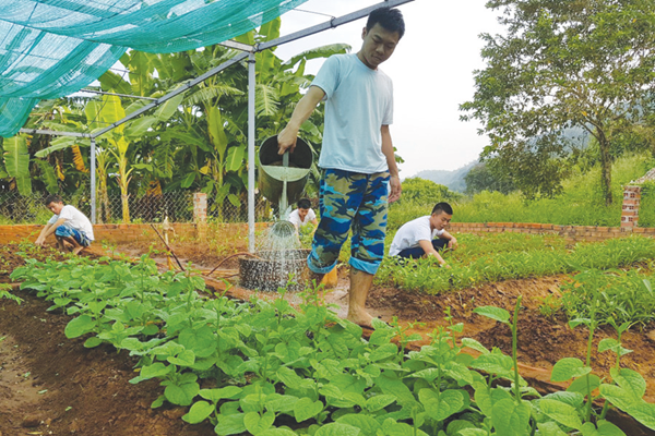 Trồng rau trên “chảo lửa” khô cằn - Anh 1