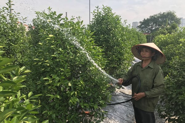 Quất Tứ Liên hối hả vào vụ - Anh 1
