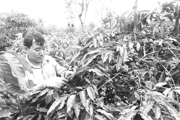 Du lịch nông nghiệp, hướng đi mới ở Tây Nguyên - Anh 1