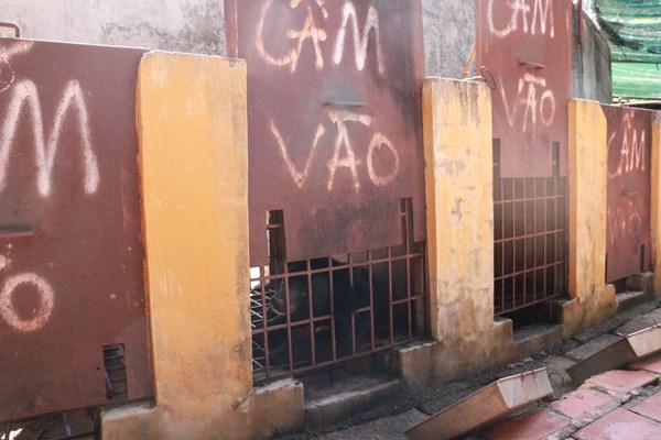 Thêm 4 cá thể gấu ngựa được cứu hộ thành công - Anh 1