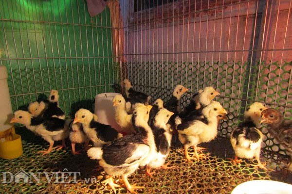 Kỹ sư điện tử về quê nuôi chim, gà độc, lạ, thu hàng trăm triệu - Anh 4