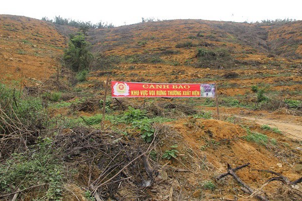 Nghệ An: Lên phương án khẩn cấp bảo tồn đàn voi rừng - Anh 1