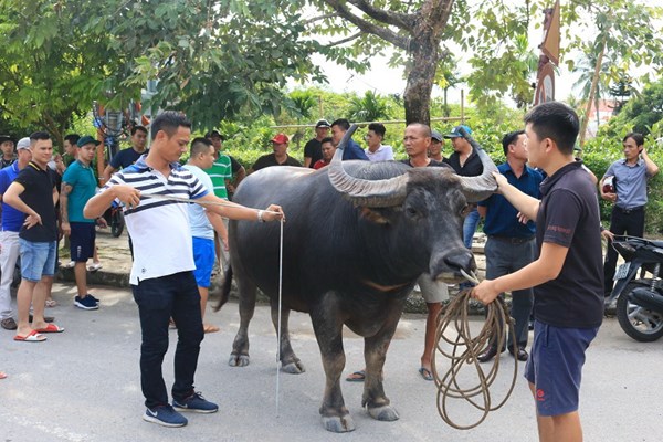 Lễ hội chọi trâu Đồ Sơn​​​​​​​ 2019: Kiểm tra kỹ lưỡng thông số kỹ thuật các “ông trâu” - Anh 1