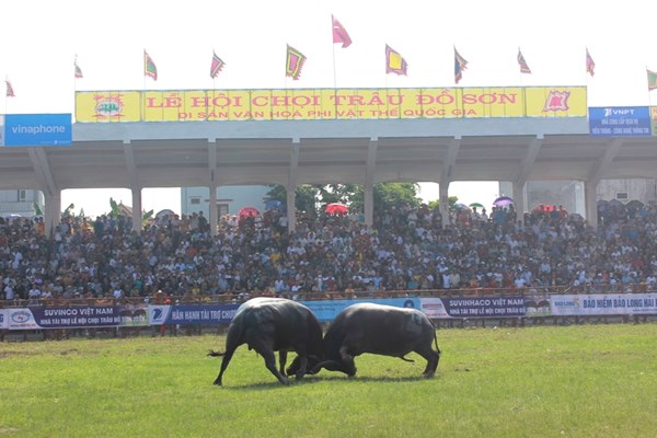Le hoi choi trau truyen thong Do Son nam 2019 hap dan, kich tinh - Anh 3