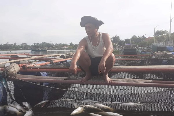 Hàng trăm tấn thủy sản chết trắng lồng bè, người dân điêu đứng - Anh 1
