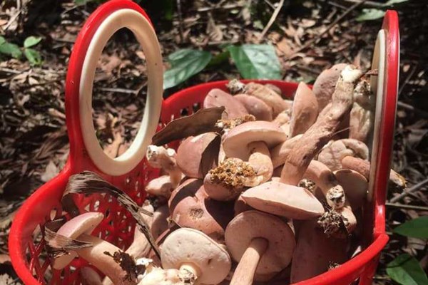 Món ngon dân dã từ nấm tràm - Anh 1