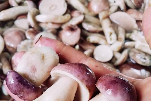 Món ngon dân dã từ nấm tràm - Anh 2