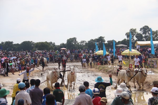 Sôi động hội đua bò Bảy Núi An Giang - Anh 4