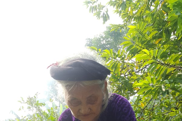 “Giấc mơ” có thực của cụ Mơ - Anh 1