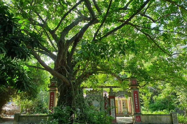 Khu rừng nguyên sinh và hệ thống di tích ở Trung Sơn (Hoà Vang - Đà Nẵng): Bỏ dự án, giữ di tích và thiên nhiên - Anh 2