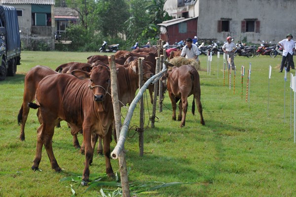Nỗi lo mất bò - Anh 1
